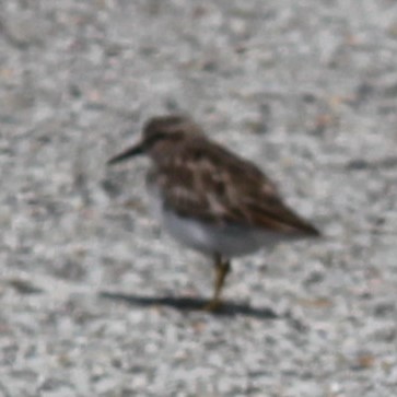 Least Sandpiper - ML644677791
