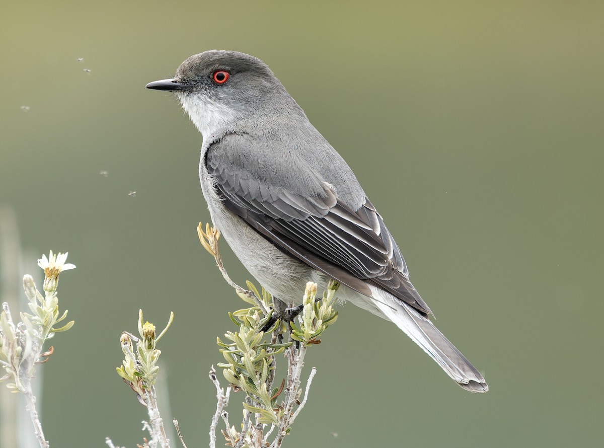 Pépoaza oeil-de-feu - ML644677794