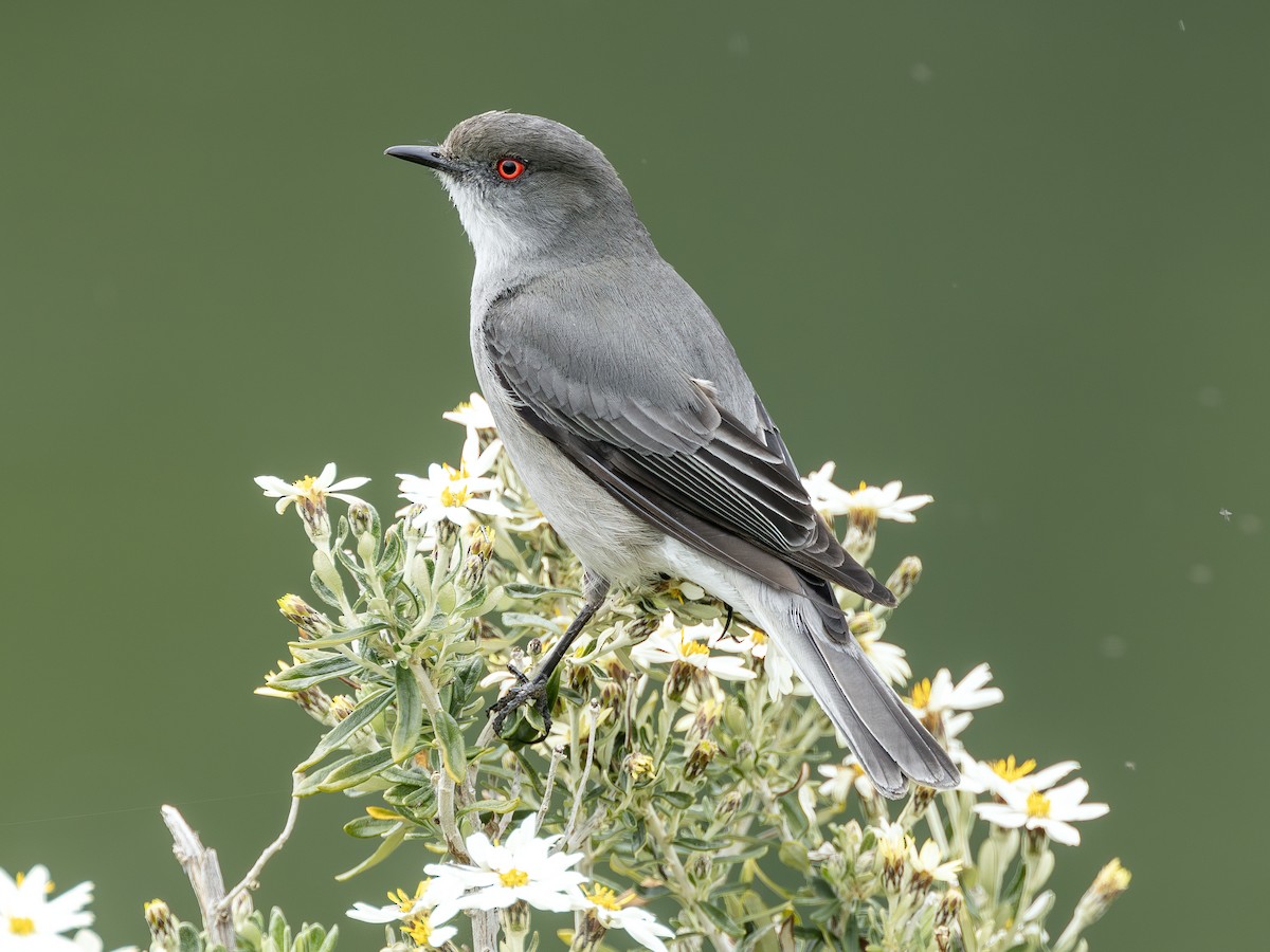 Pépoaza oeil-de-feu - ML644677796