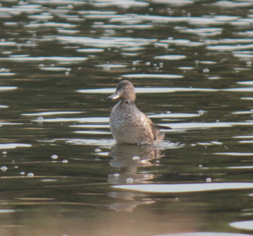 Çamurcun - ML644677801