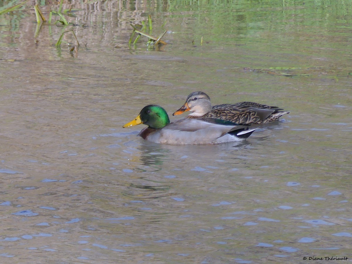 Mallard - ML644677803