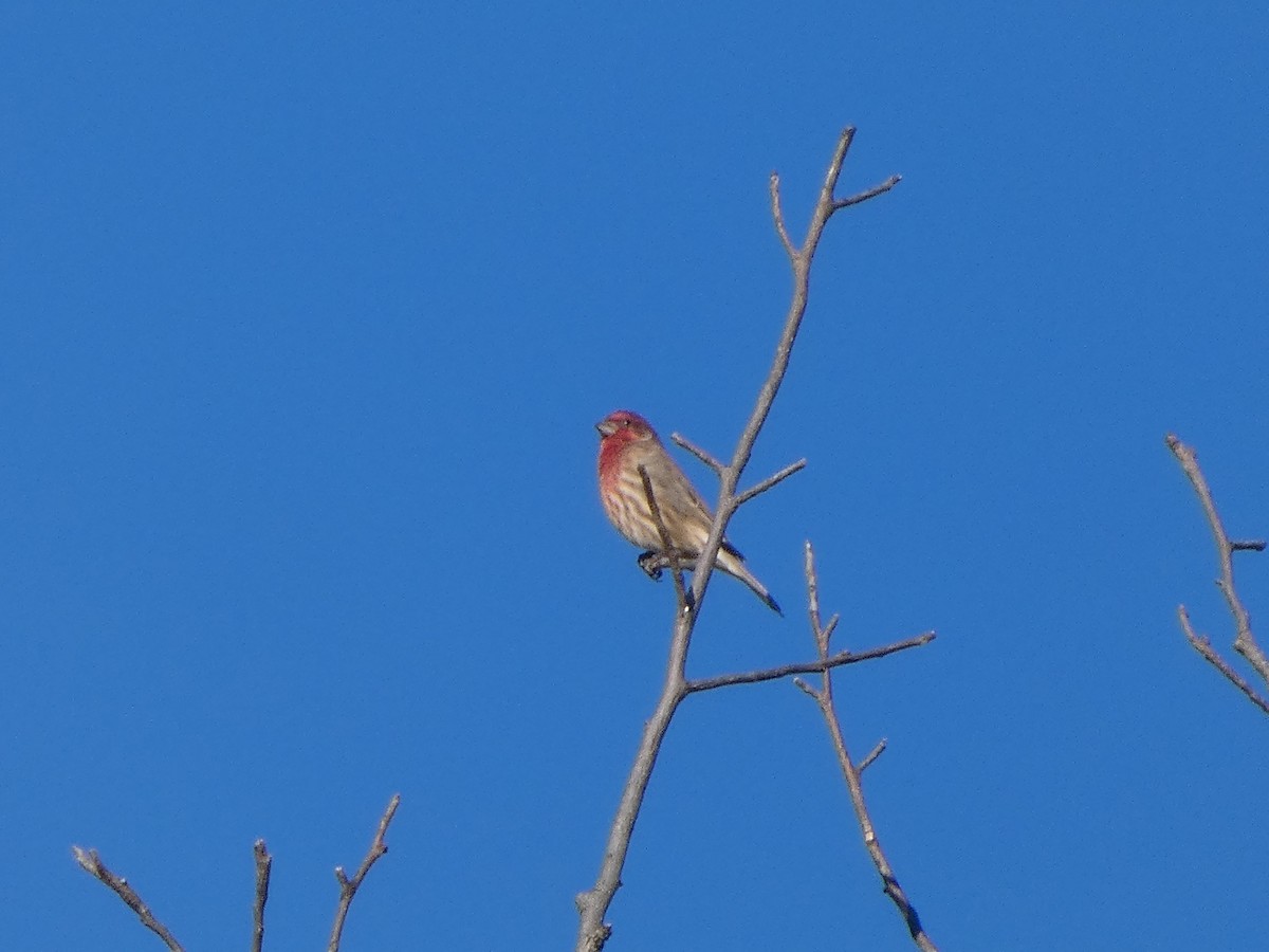 Чечевиця садова - ML644677806