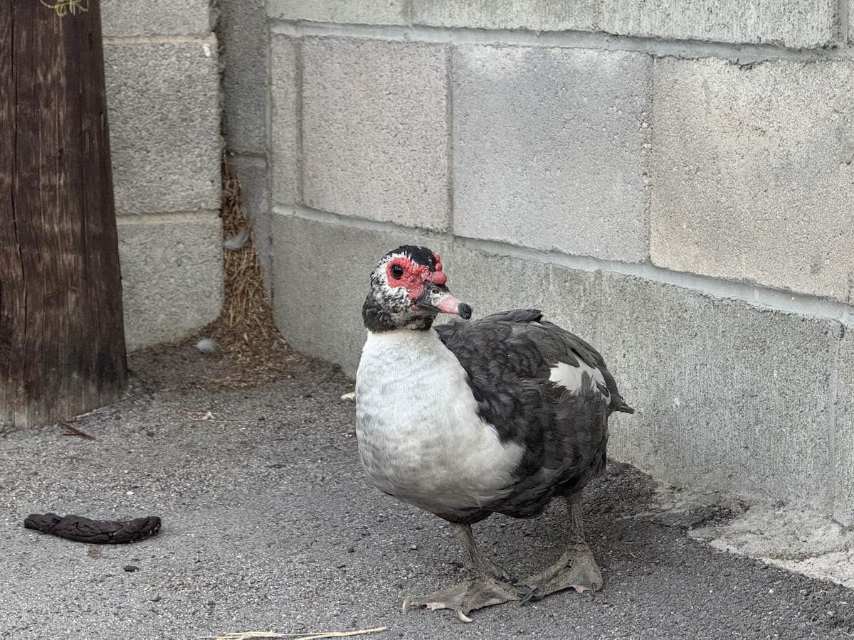 ノバリケン（家畜） - ML644677816