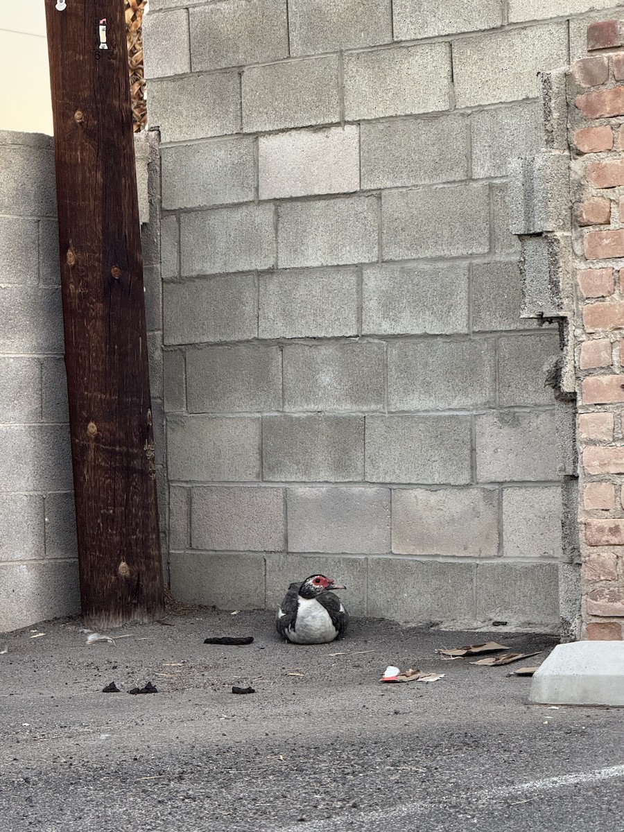 ノバリケン（家畜） - ML644677817