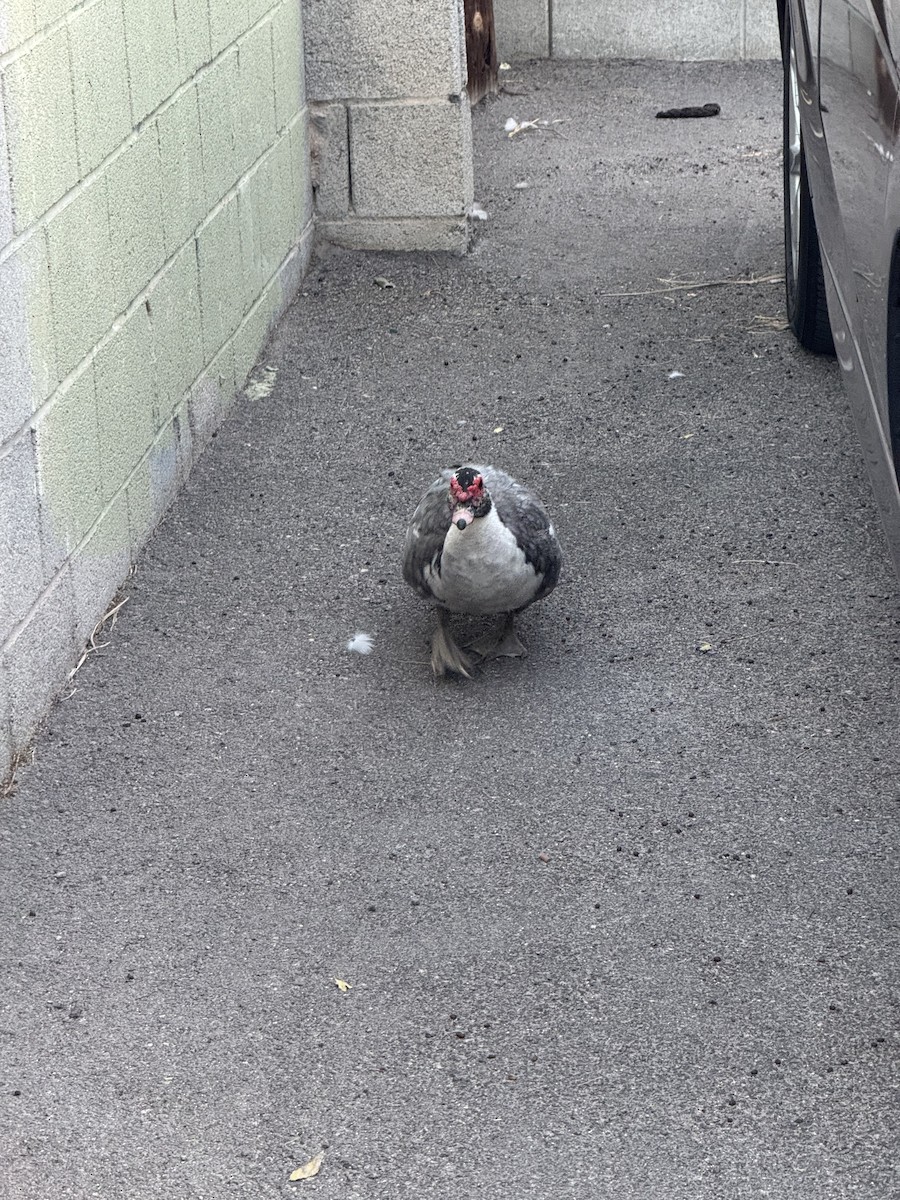 ノバリケン（家畜） - ML644677818