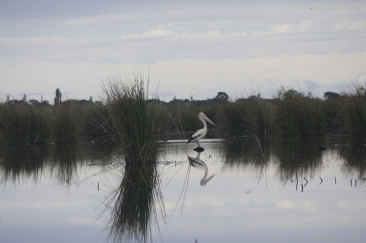 Australian Pelican - ML644677828