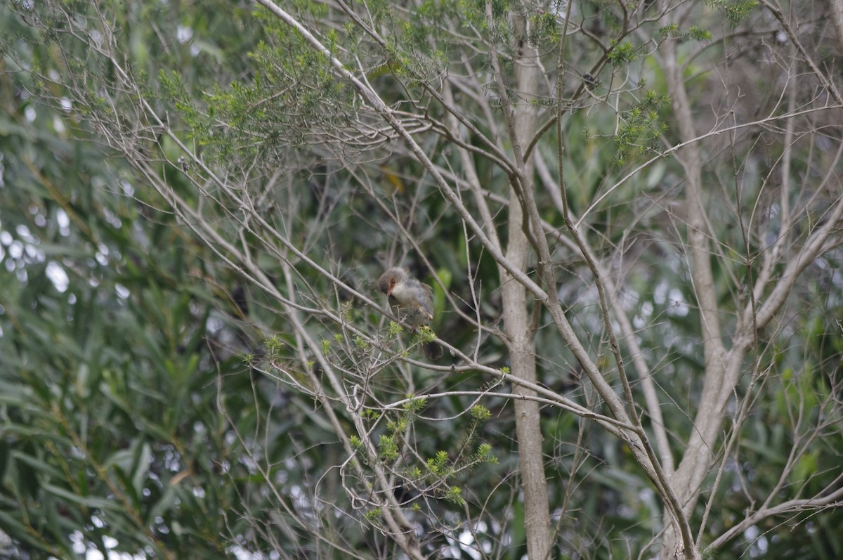 Superb Fairywren - ML644677841