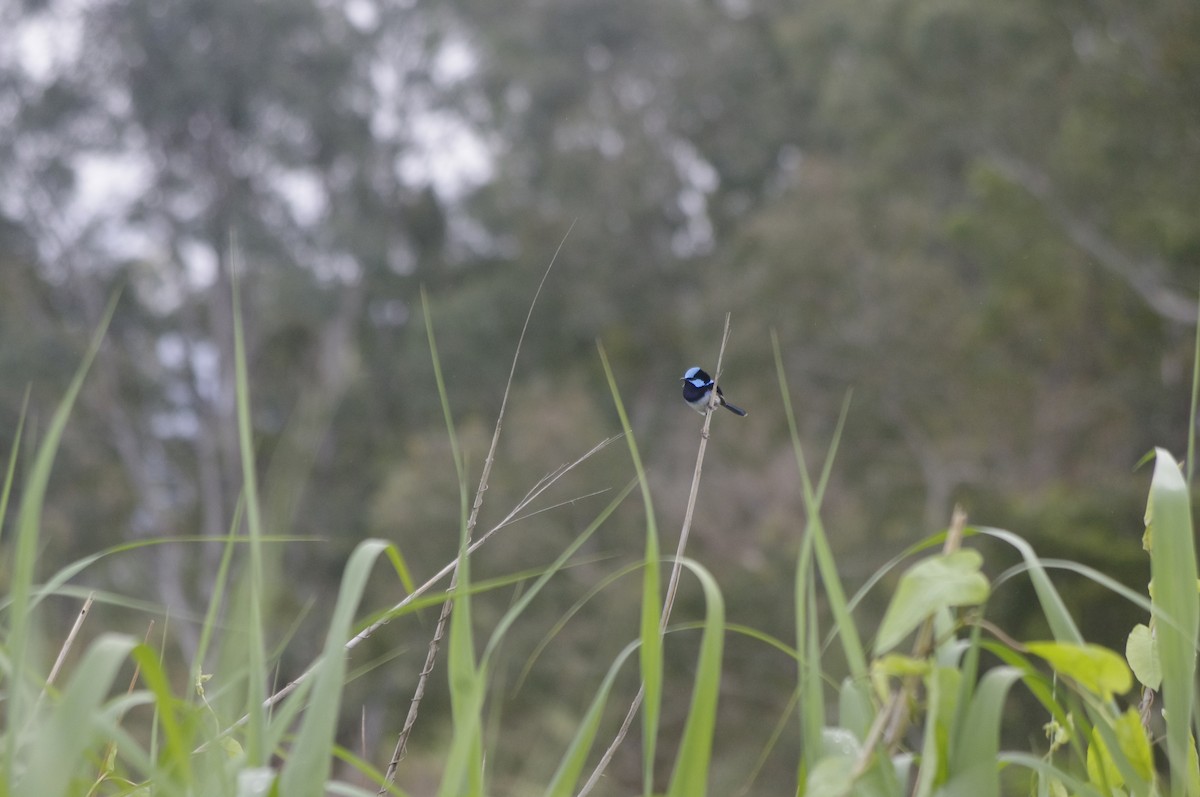 Superb Fairywren - ML644677842