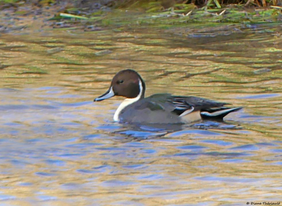 Northern Pintail - ML644677845
