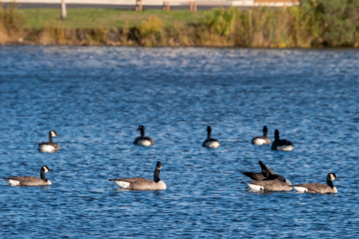 Canada Goose - ML644677849