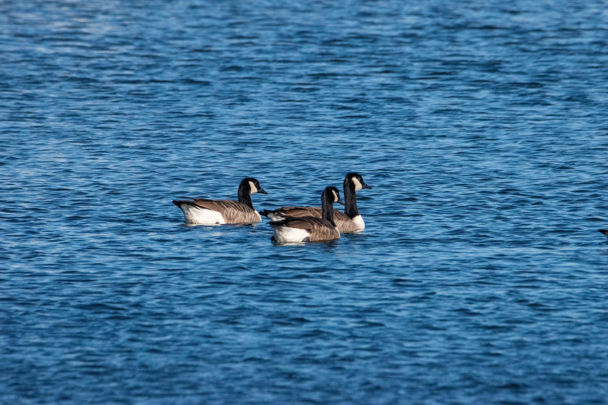 Canada Goose - ML644677850