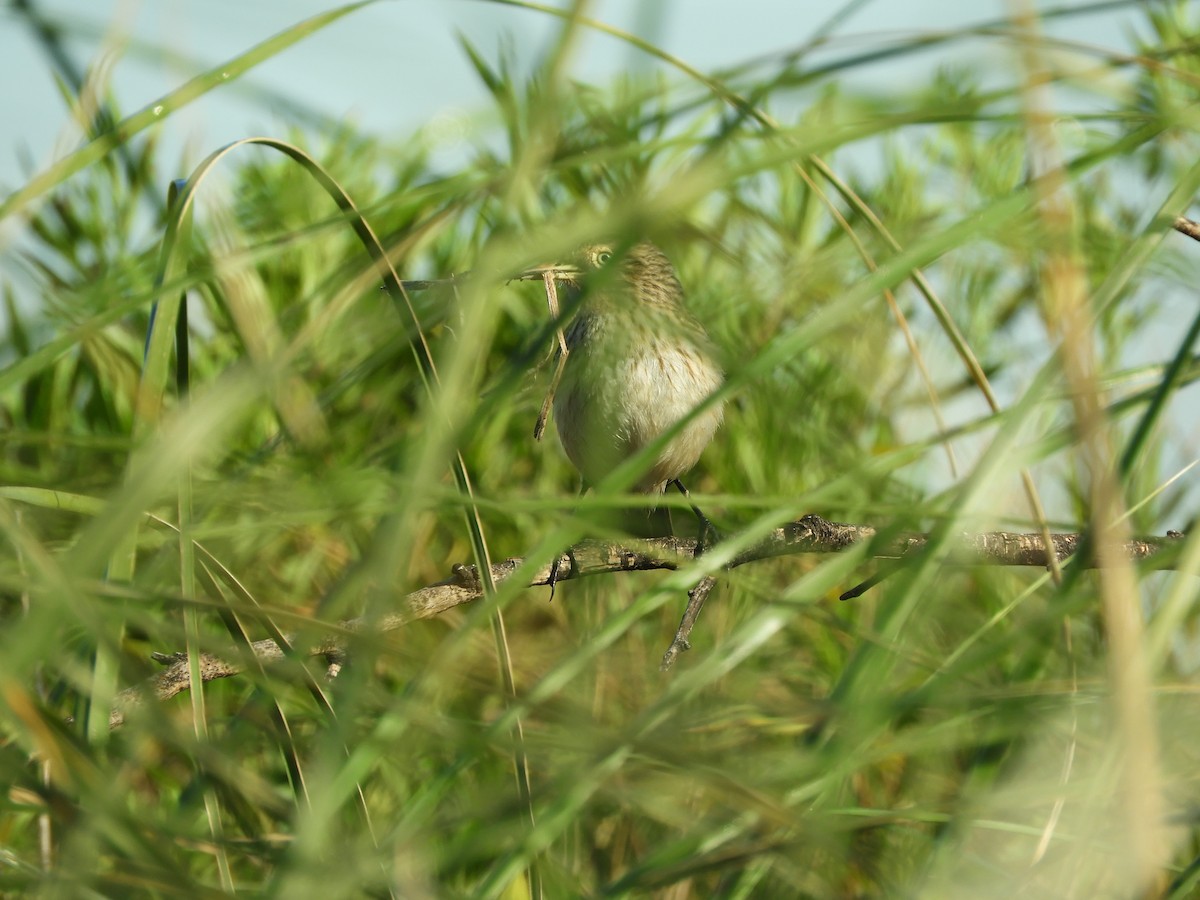 Spectacled Tyrant - ML644677853