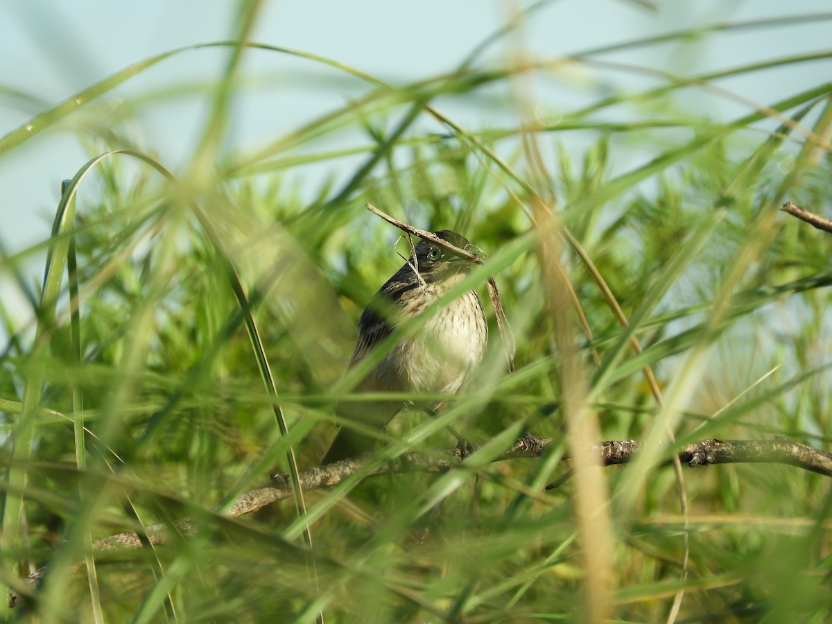 Spectacled Tyrant - ML644677854