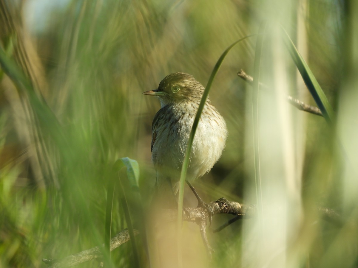 Spectacled Tyrant - ML644677855