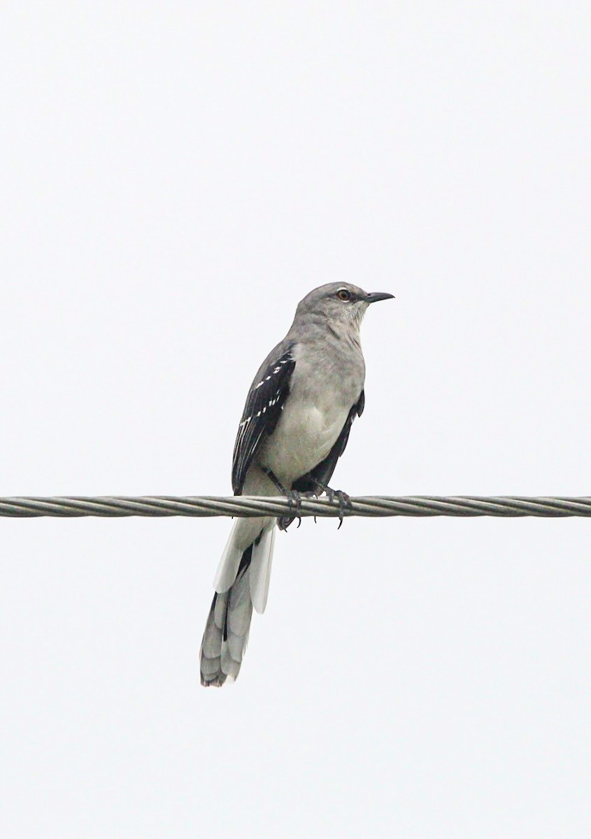 Tropikal Taklitçi - ML644677856