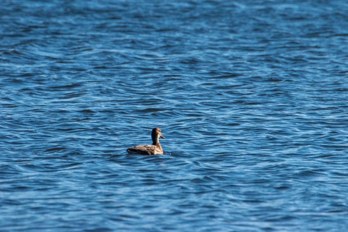 Boz Ördek - ML644677857