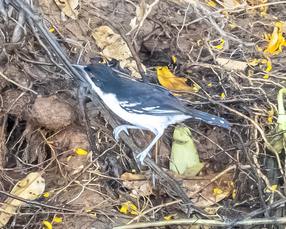 Great Antshrike - ML644677864