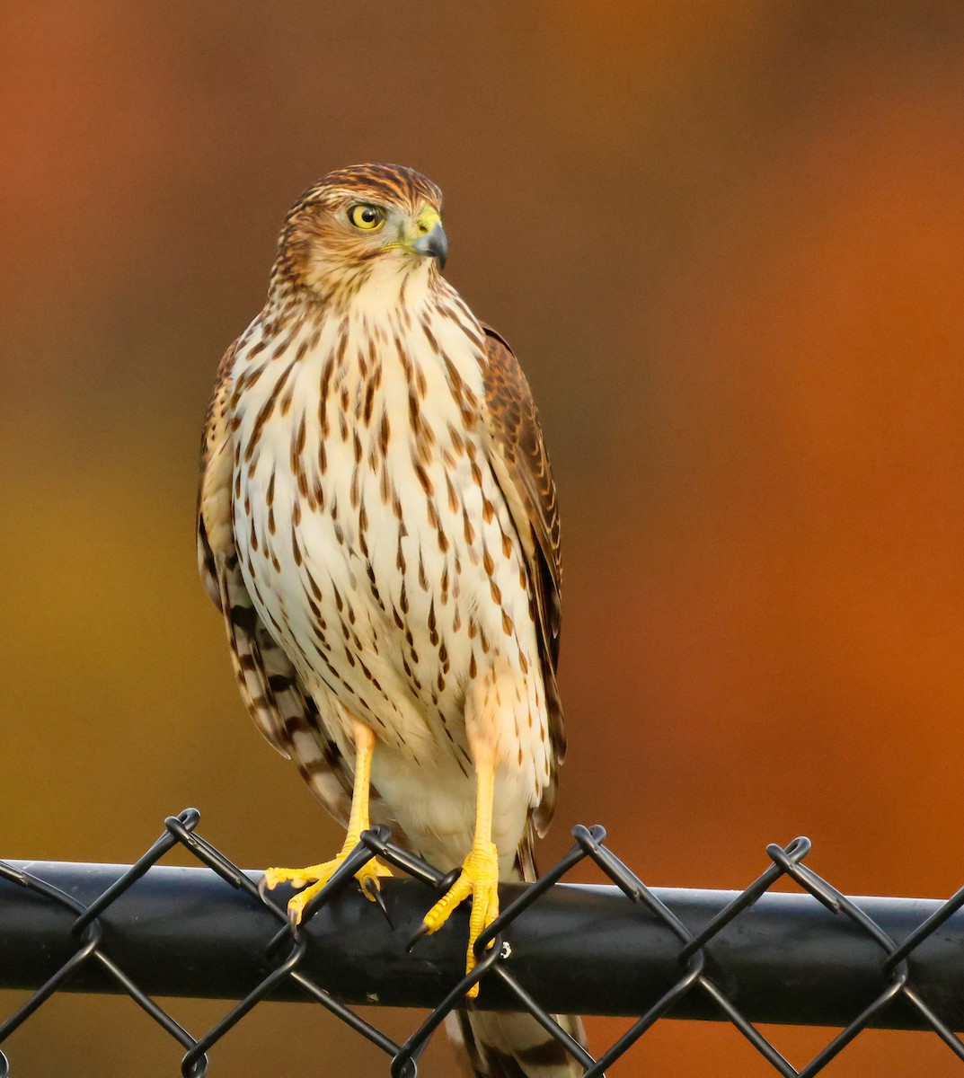 trostehauk - ML644677873