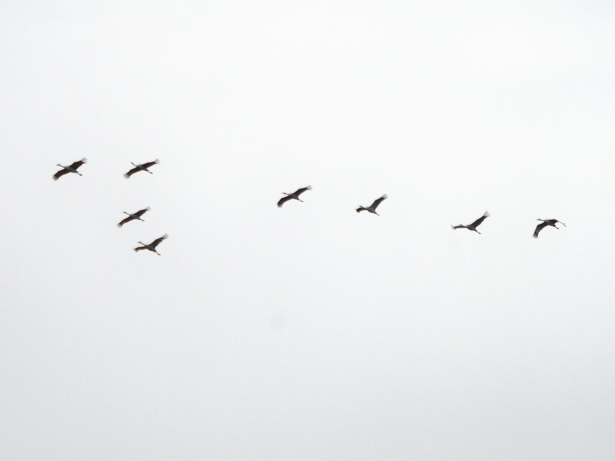 沙丘鶴 - ML644677876