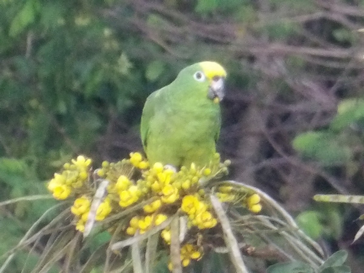 amazoňan žlutohlavý - ML644677878