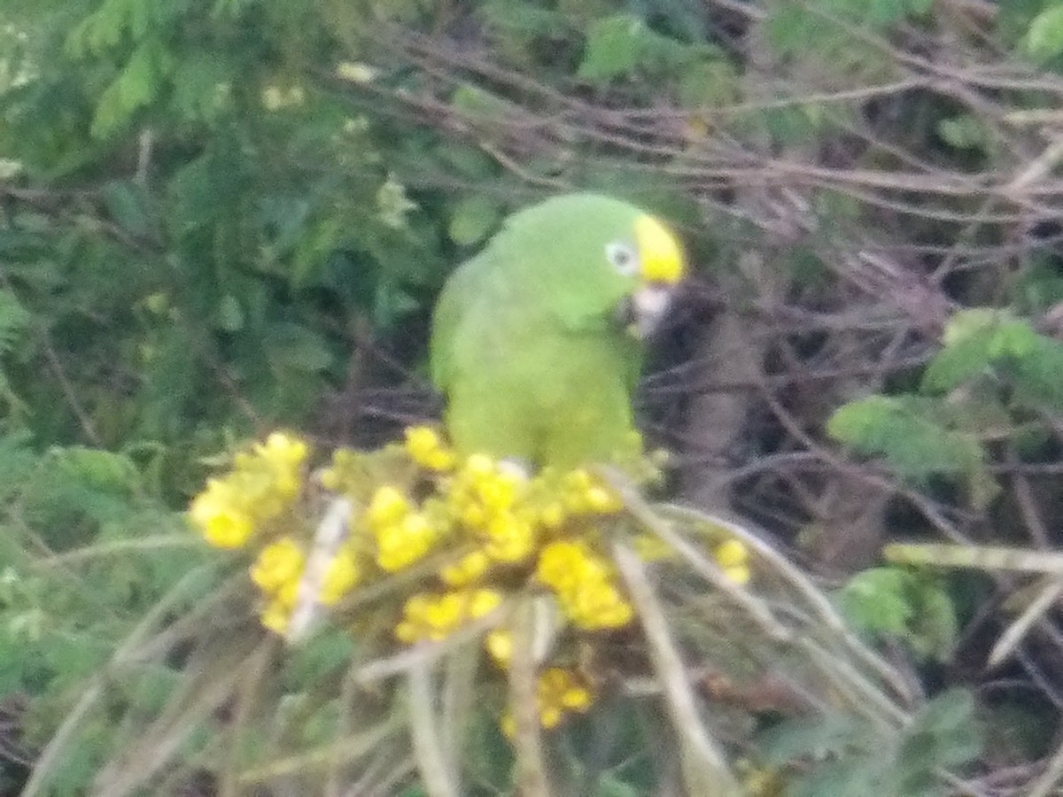 amazoňan žlutohlavý - ML644677879