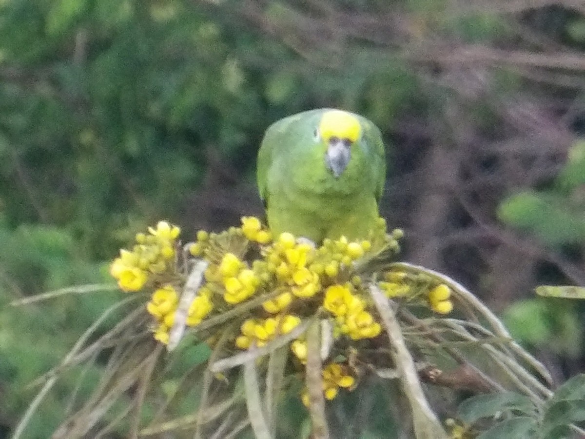 amazoňan žlutohlavý - ML644677883