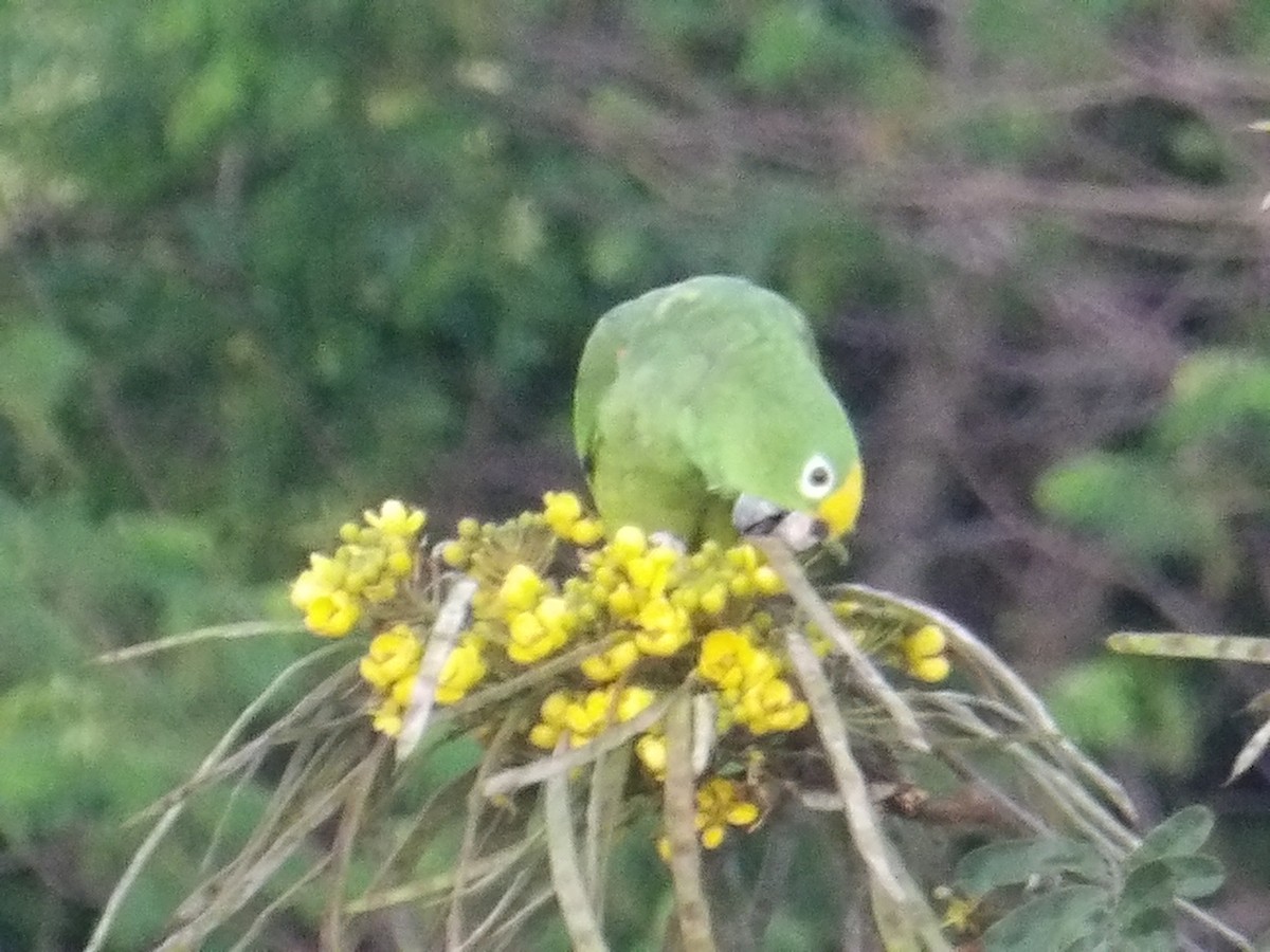 amazoňan žlutohlavý - ML644677884