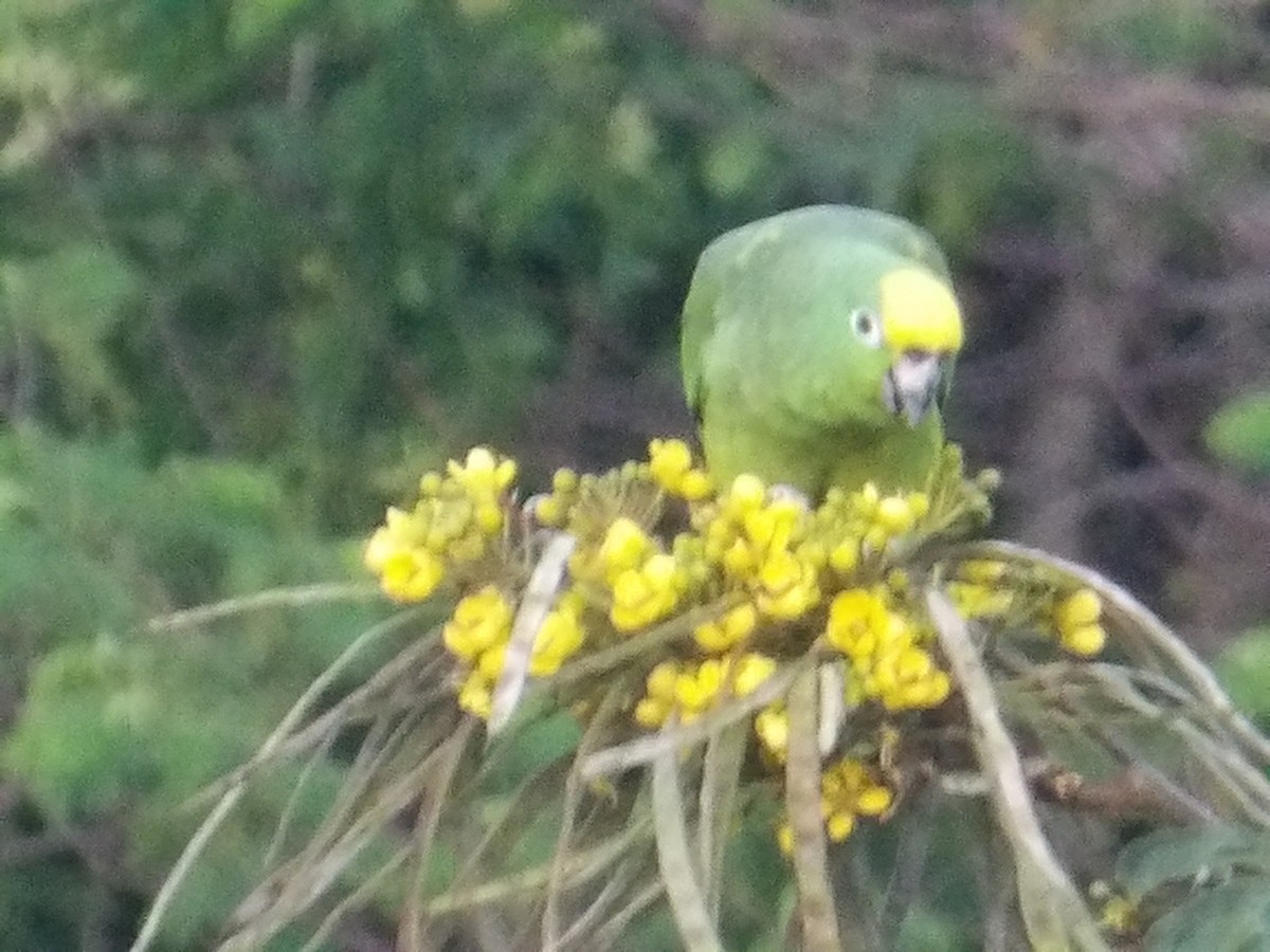 amazoňan žlutohlavý - ML644677885