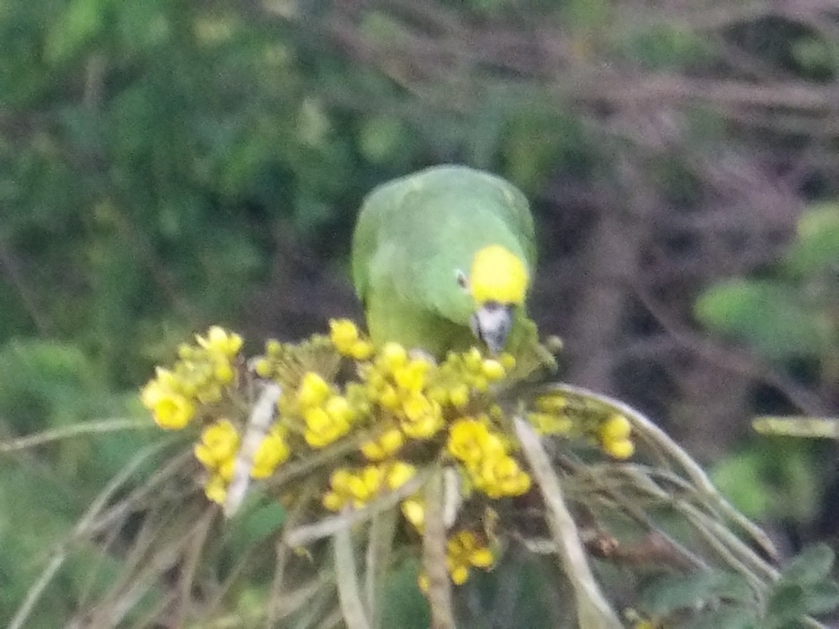 amazoňan žlutohlavý - ML644677887