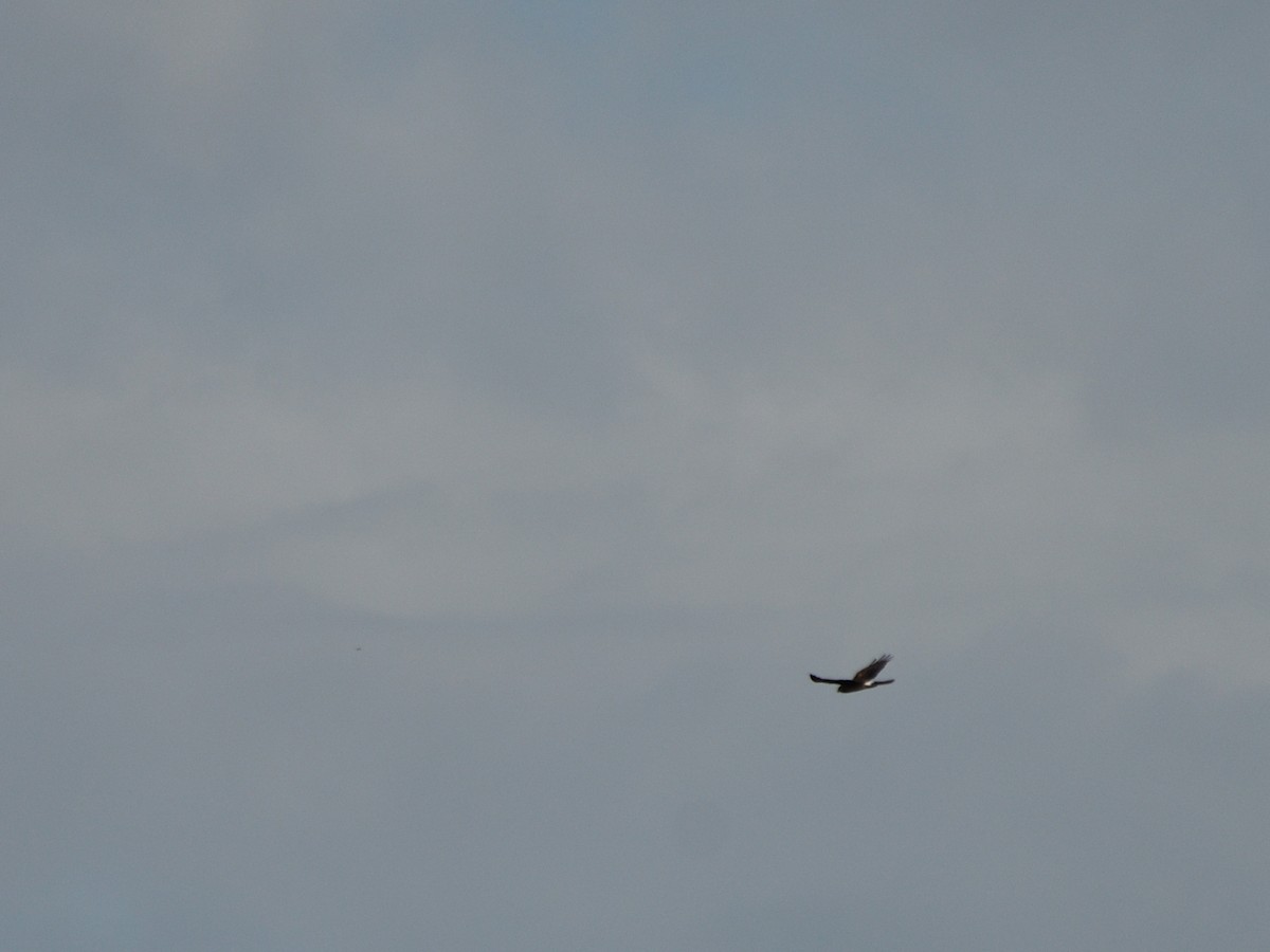 Northern Harrier - ML644677888