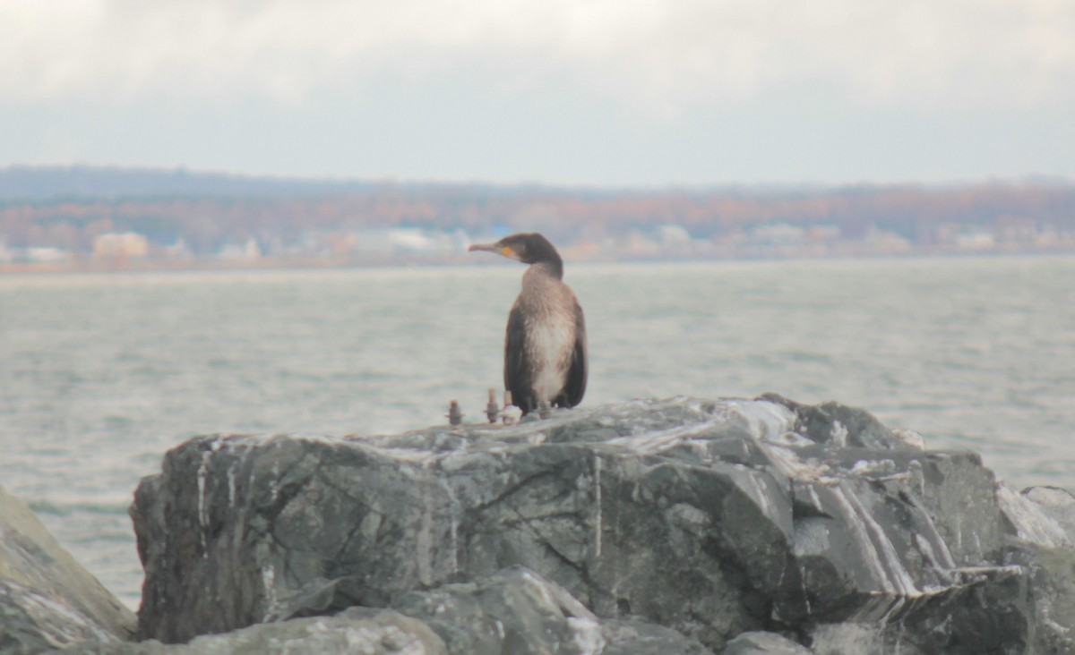 Большой баклан - ML644677893