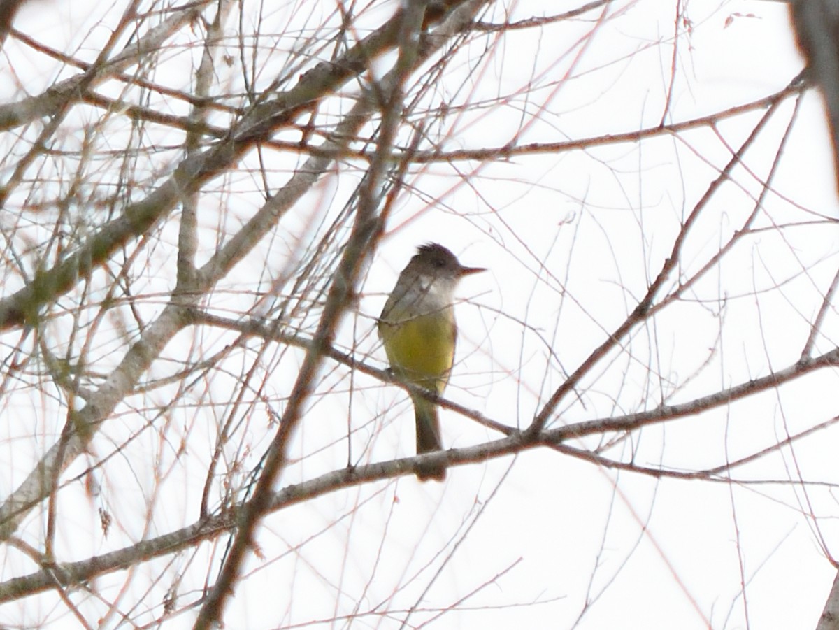 Dusky-capped Flycatcher - ML644677904
