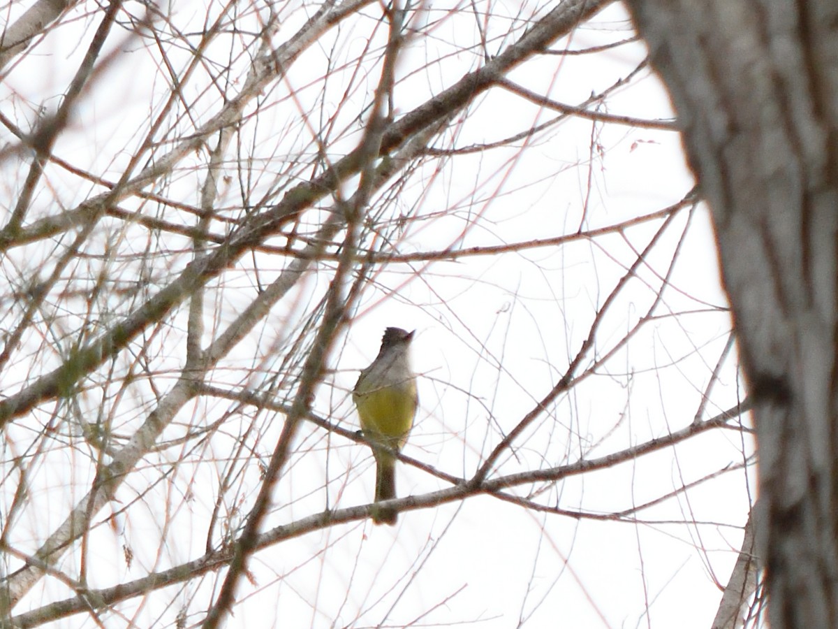 Dusky-capped Flycatcher - ML644677905