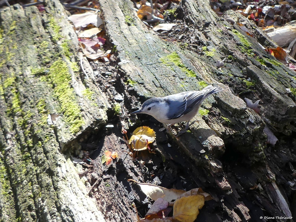 White-breasted Nuthatch - ML644677909