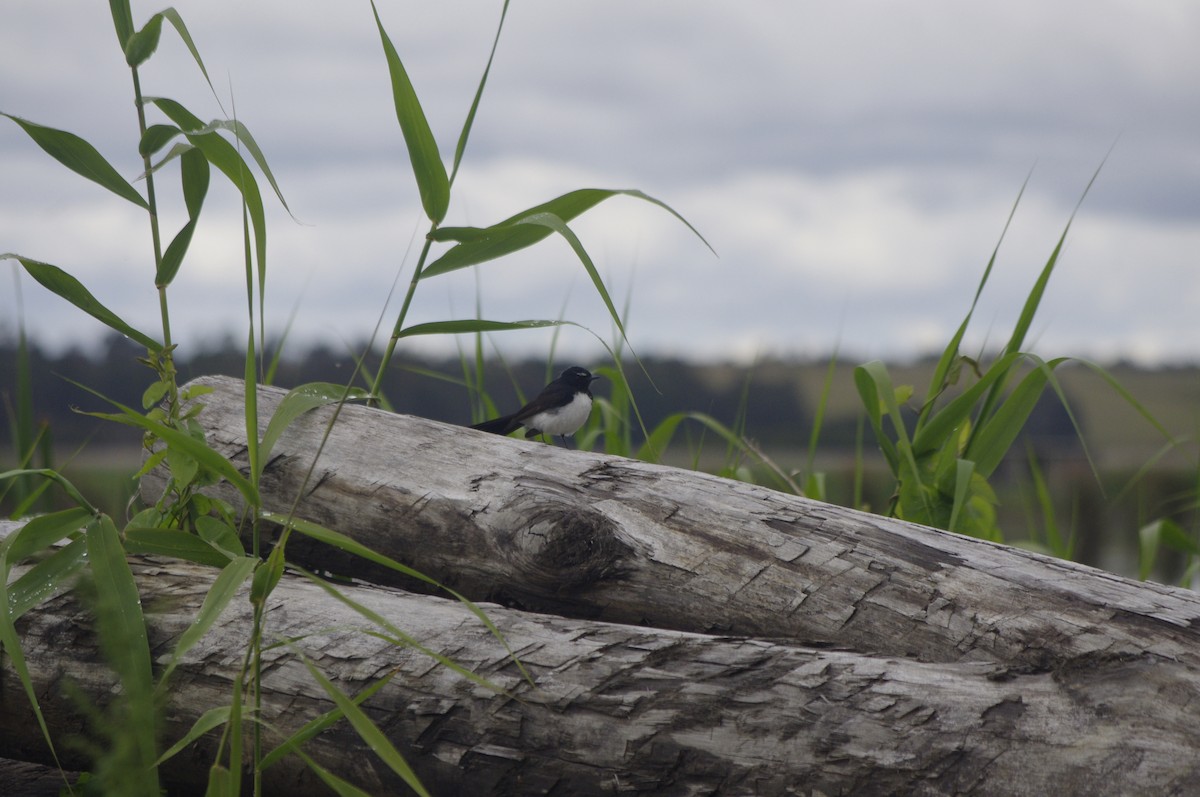 Чёрно-белая веерохвостка - ML644677911