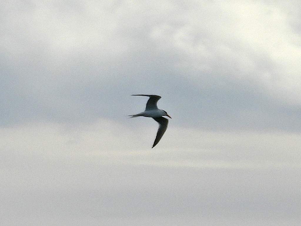 Falklandseeschwalbe - ML644677934