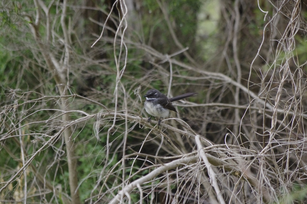 Gray Fantail - ML644677936