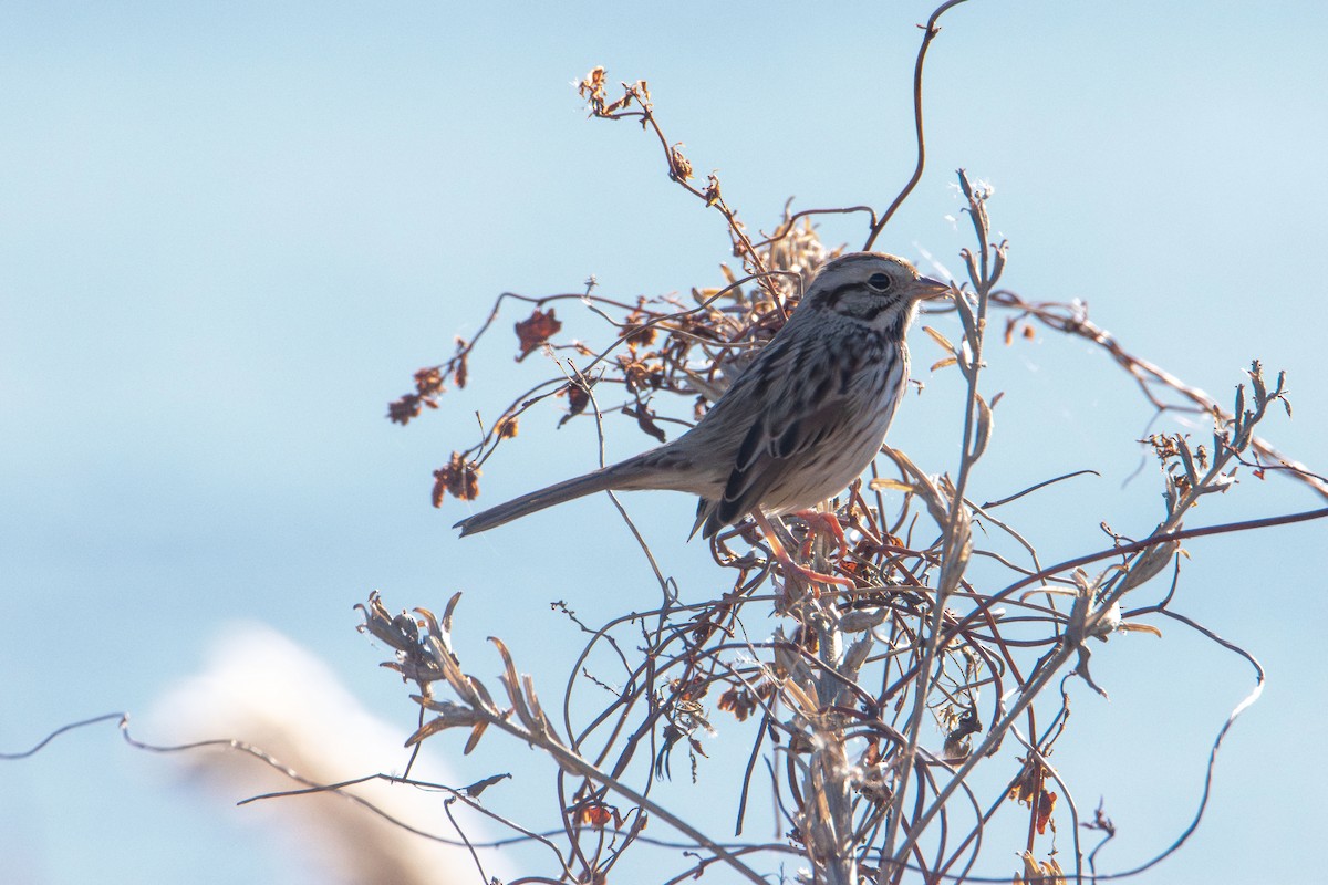Song Sparrow - ML644677941