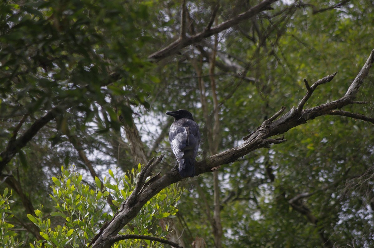 Forest Raven - ML644677944