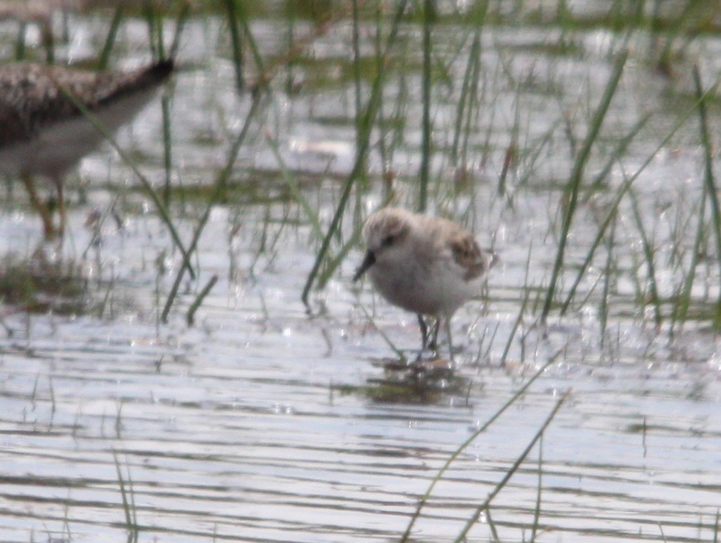 Western Sandpiper - ML644677947