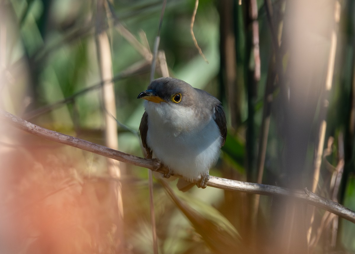 gulnebbgjøk - ML644677963