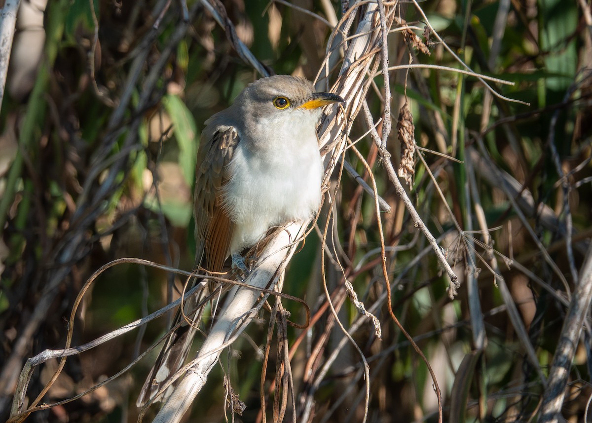 gulnebbgjøk - ML644677964