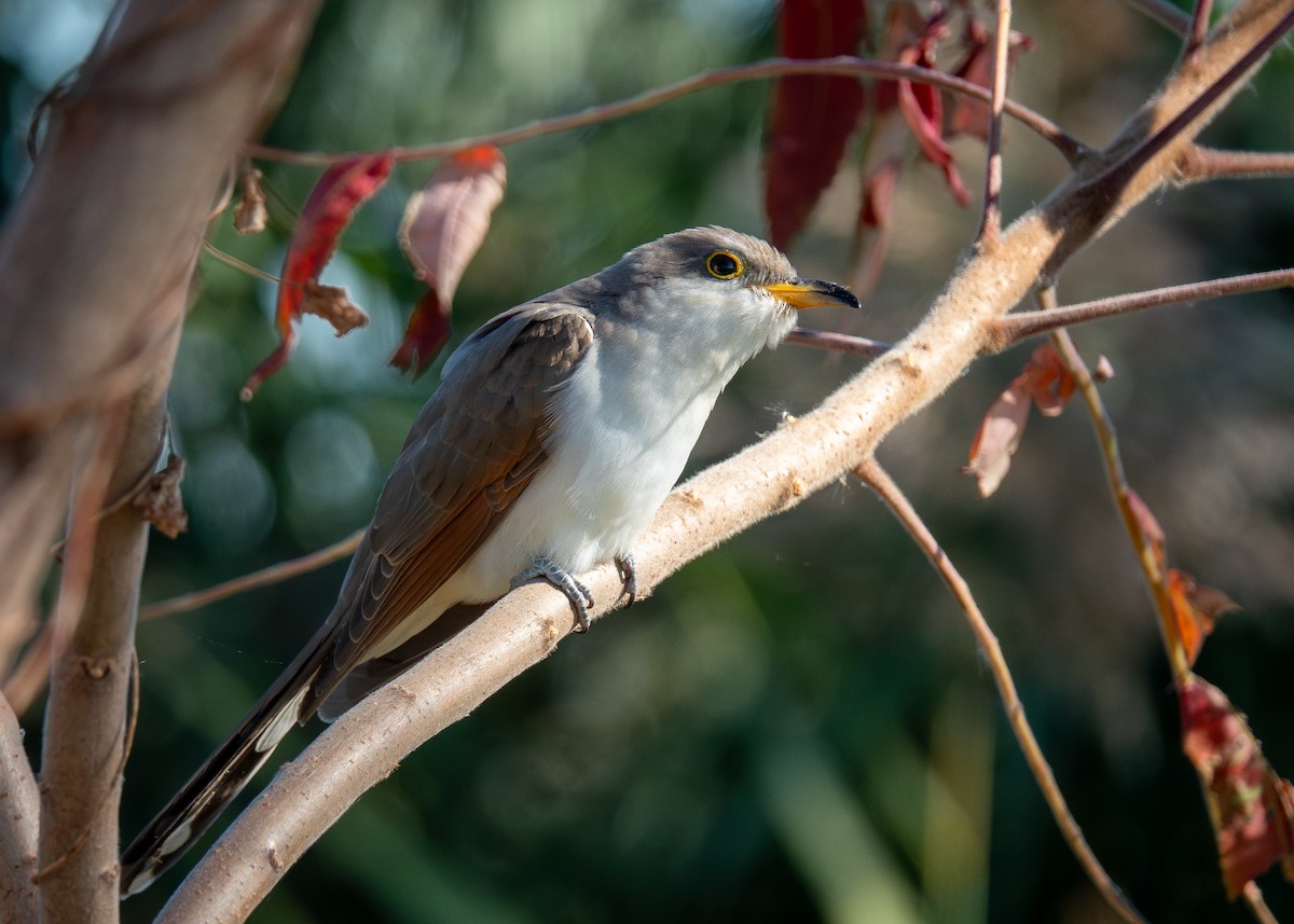 gulnebbgjøk - ML644677965