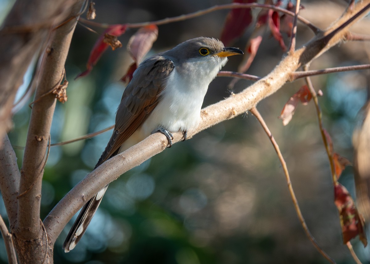 gulnebbgjøk - ML644677966