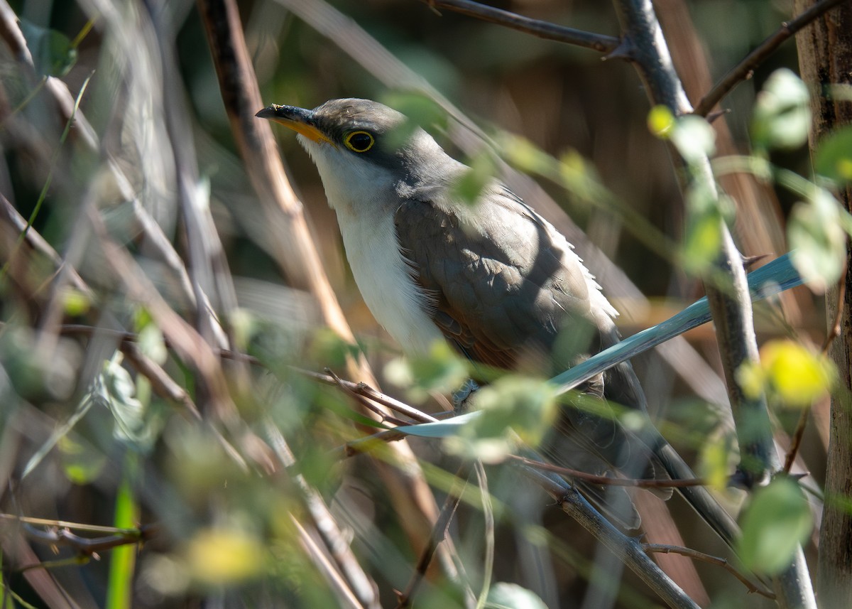 gulnebbgjøk - ML644677967