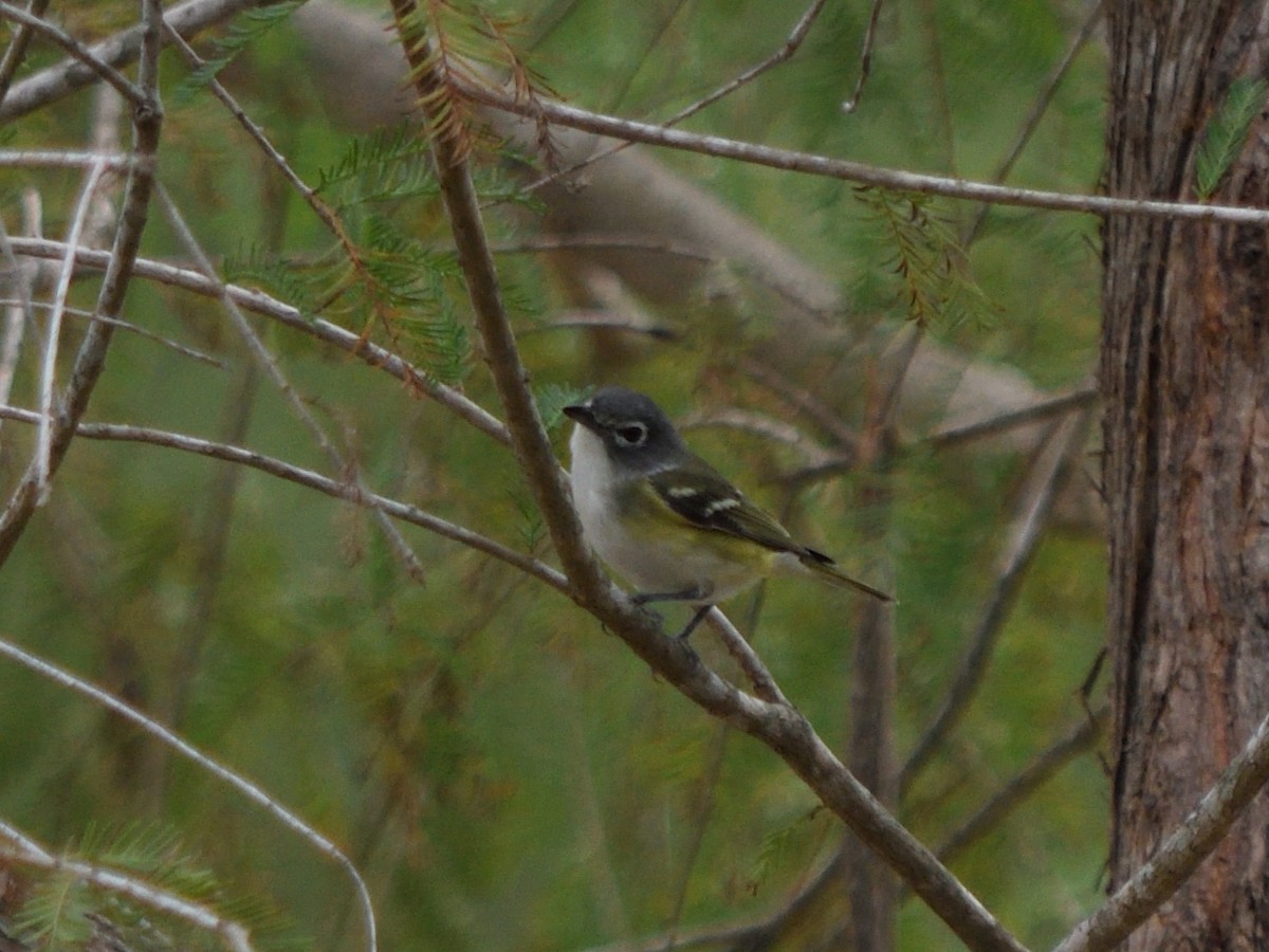 Blue-headed Vireo - ML644677969