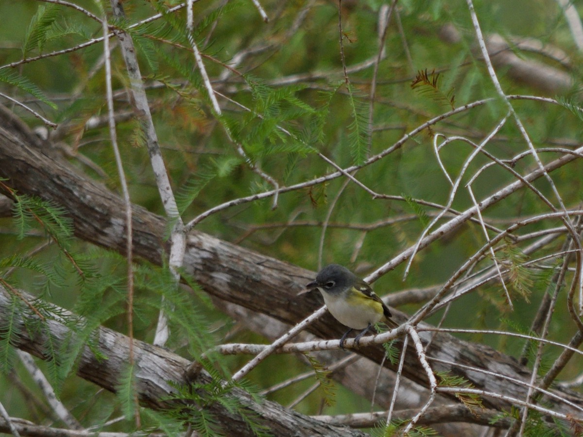 Blue-headed Vireo - ML644677970