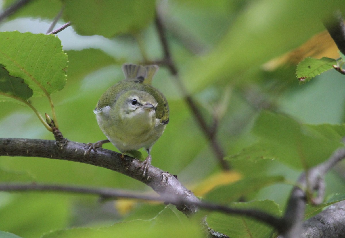 Tennessee Warbler - ML644677978