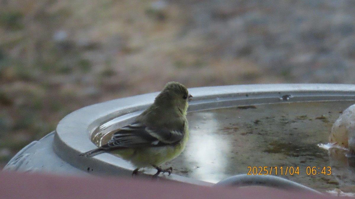 Чиж малий - ML644677979