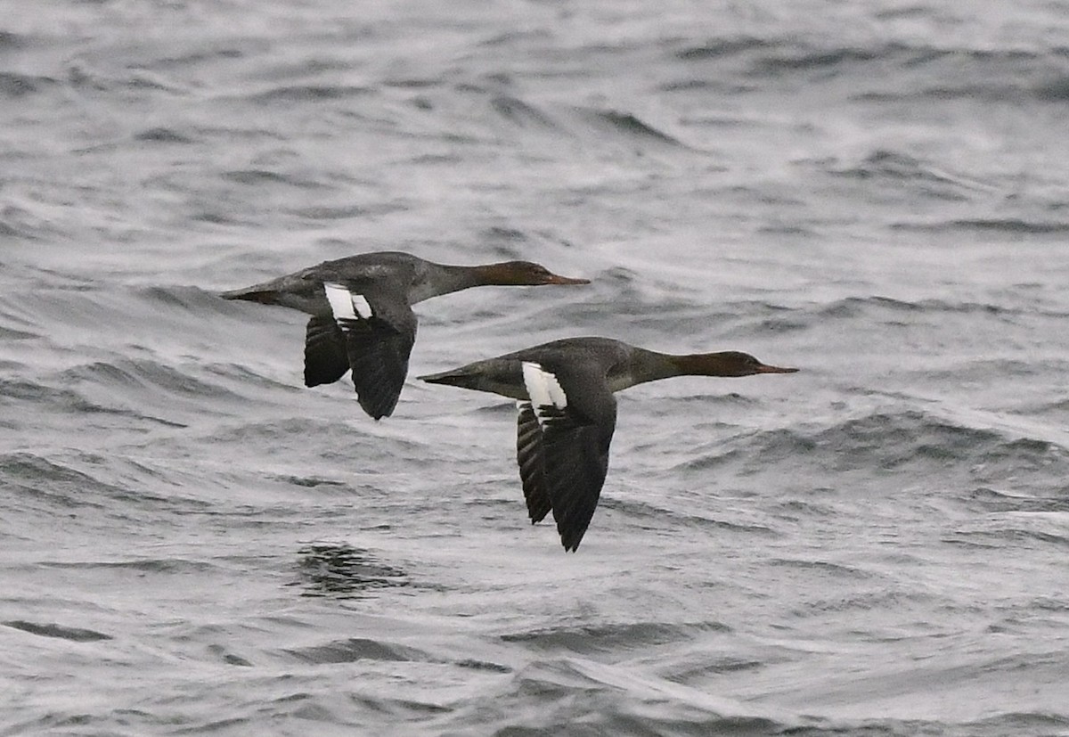 Red-breasted Merganser - ML644677980